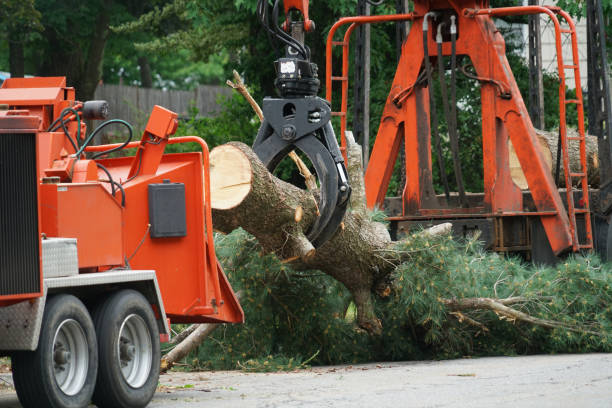 Best Leaf Removal  in Antigo, WI