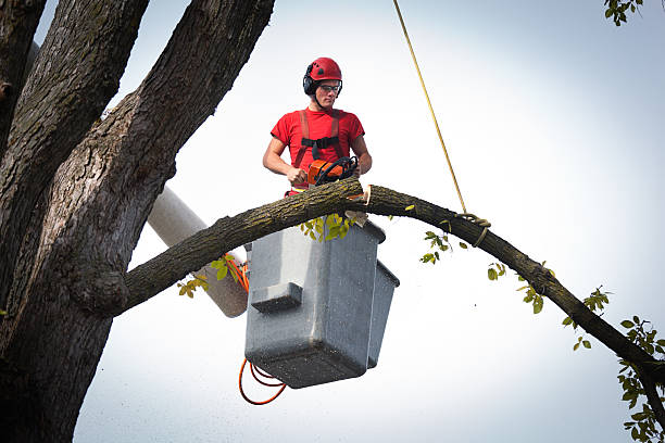 Best Hedge Trimming  in Antigo, WI